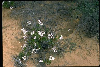 APII jpeg image of Boronia cymosa  © contact APII