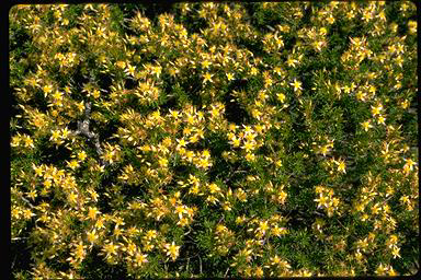 APII jpeg image of Calytrix depressa  © contact APII