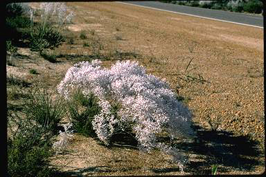 APII jpeg image of Conospermum incurvum  © contact APII