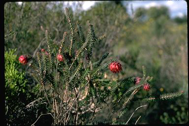 APII jpeg image of Darwinia neildiana  © contact APII