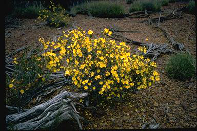 APII jpeg image of Hibbertia eatoniae  © contact APII