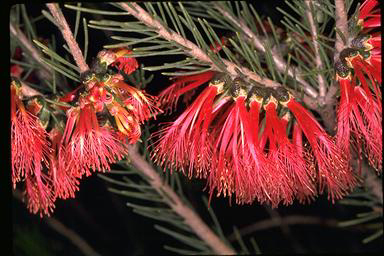 APII jpeg image of Calothamnus quadrifidus  © contact APII