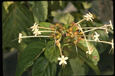 APII jpeg image of Clerodendrum longiflorum var. glabrum  © contact APII