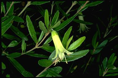 APII jpeg image of Correa glabra  © contact APII