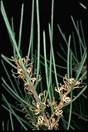 Hakea cycloptera - click for larger image