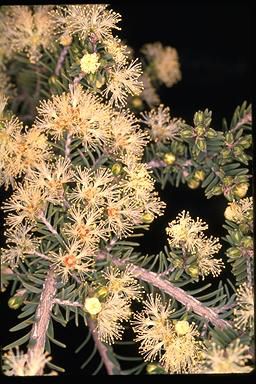 APII jpeg image of Melaleuca cuticularis  © contact APII