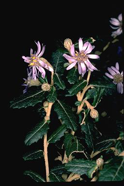 APII jpeg image of Olearia montana  © contact APII