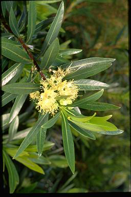 APII jpeg image of Xanthostemon verticillatus  © contact APII