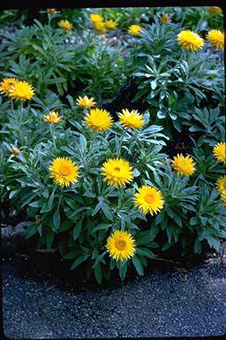 APII jpeg image of Xerochrysum bracteatum 'Golden Bowerbird'  © contact APII