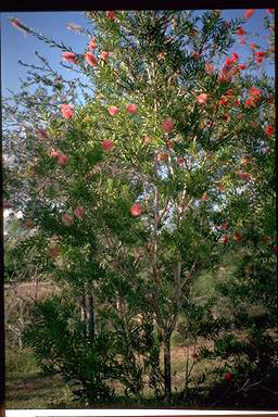 APII jpeg image of Callistemon 'Country Sprite'  © contact APII