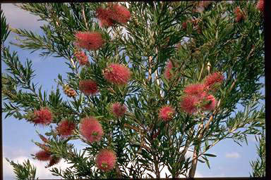 APII jpeg image of Callistemon 'Pink Sensation'  © contact APII