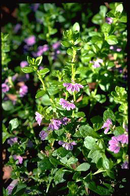 APII jpeg image of Scaevola 'Mauve Clusters'  © contact APII