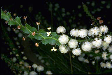 APII jpeg image of Acacia alata  © contact APII