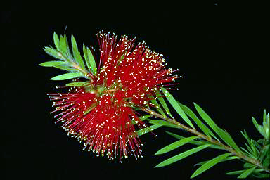 APII jpeg image of Callistemon pearsonii  © contact APII