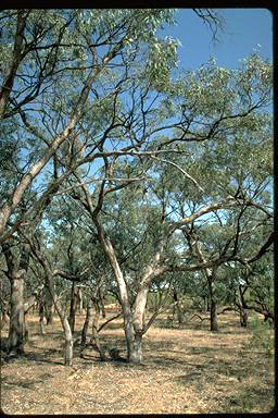 APII jpeg image of Eucalyptus largiflorens  © contact APII