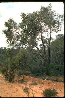 APII jpeg image of Eucalyptus wimmerensis  © contact APII