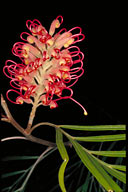 Photo of Grevillea banksii var. forsteri - click for a bigger image