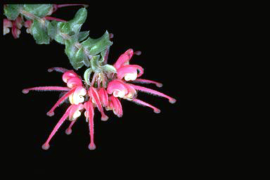 APII jpeg image of Grevillea baueri subsp. asperula  © contact APII