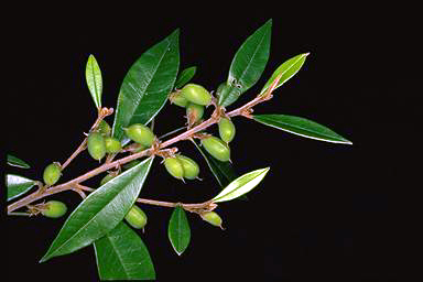 APII jpeg image of Hovea acutifolia  © contact APII