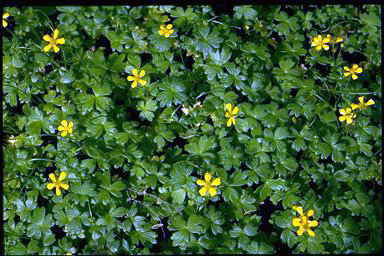 APII jpeg image of Ranunculus collinus  © contact APII