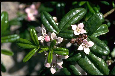 APII jpeg image of Zieria prostrata  © contact APII