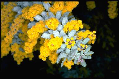 APII jpeg image of Acacia baileyana 'Purpurea'  © contact APII