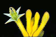 Anigozanthos 'Bush Glow' - click for larger image