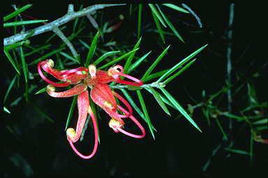 APII jpeg image of Grevillea 'Poorinda Adorning'  © contact APII