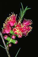 Melaleuca 'Hot Pink'- click for larger image