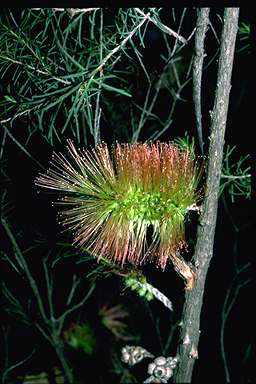 APII jpeg image of Melaleuca calothamnoides  © contact APII