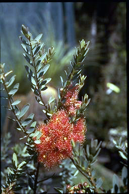 APII jpeg image of Melaleuca fulgens  © contact APII