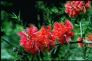 APII jpeg image of Melaleuca fulgens subsp. fulgens  © contact APII