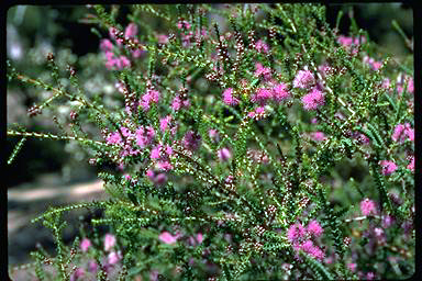 APII jpeg image of Melaleuca gibbosa  © contact APII