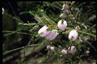 APII jpeg image of Melaleuca glaberrima  © contact APII