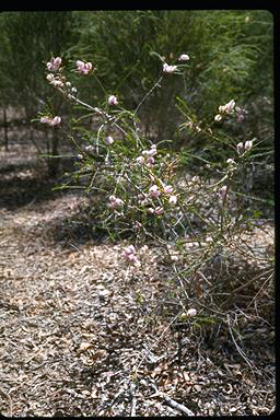 APII jpeg image of Melaleuca glaberrima  © contact APII