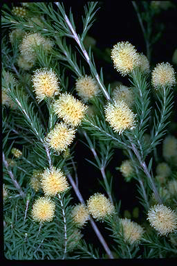 APII jpeg image of Melaleuca tenella  © contact APII