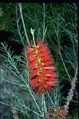 APII jpeg image of Melaleuca lateritia  © contact APII