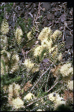 APII jpeg image of Melaleuca microphylla  © contact APII