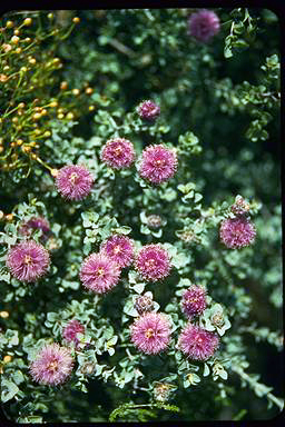 APII jpeg image of Melaleuca orbicularis  © contact APII