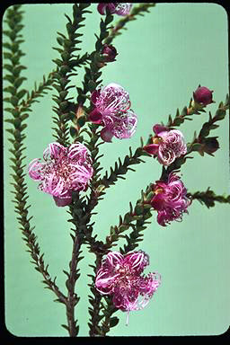 APII jpeg image of Melaleuca pulchella  © contact APII