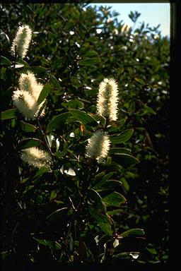 APII jpeg image of Melaleuca quinquenervia  © contact APII