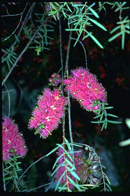 APII jpeg image of Melaleuca radula  © contact APII