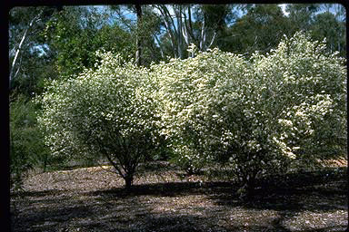 APII jpeg image of Melaleuca viminea subsp. viminea  © contact APII