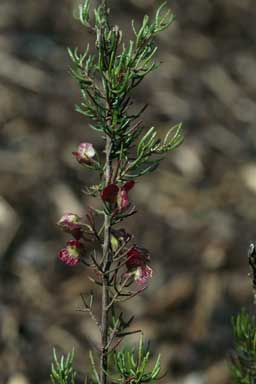 APII jpeg image of Dodonaea filiformis  © contact APII