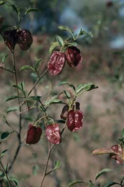 APII jpeg image of Dodonaea petiolaris  © contact APII