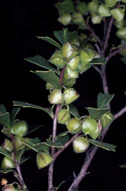 APII jpeg image of Dodonaea triangularis  © contact APII