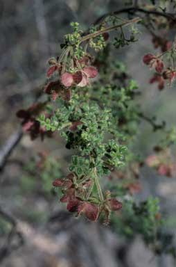 APII jpeg image of Dodonaea vestita  © contact APII