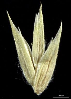 APII jpeg image of Poa foliosa  © contact APII