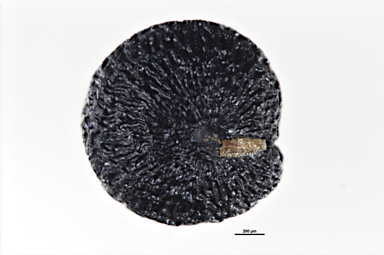 APII jpeg image of Chenopodium curvispicatum  © contact APII