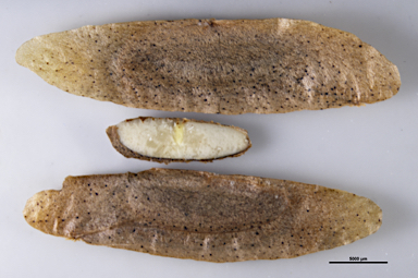 APII jpeg image of Flindersia bennettiana  © contact APII